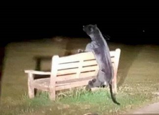 Polícia busca pantera negra de quase dois metros solta em parque e faz uma descoberta surpreendente