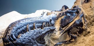 Descoberto o primeiro esqueleto completo do Tiranossauro Rex da história. Teve um duelo mortal
