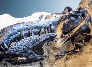 Descoberto o primeiro esqueleto completo do Tiranossauro Rex da história. Teve um duelo mortal