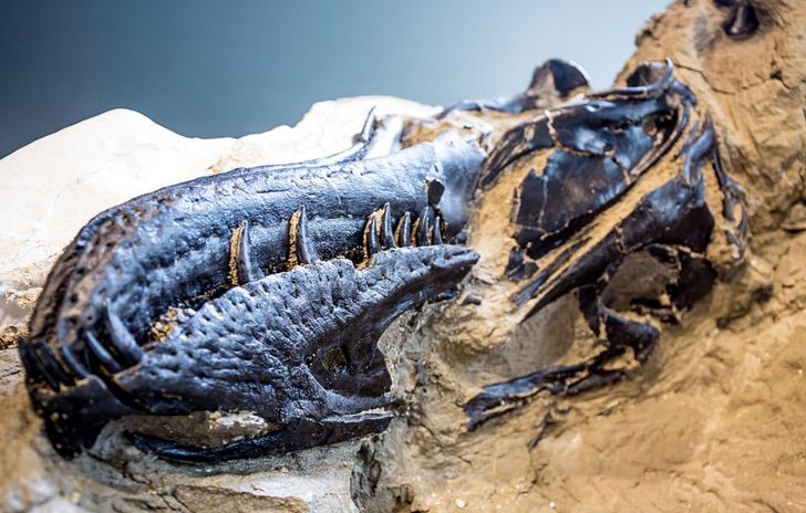 revistacarpediem.com - Descoberto o primeiro esqueleto completo do Tiranossauro Rex da história. Teve um duelo mortal