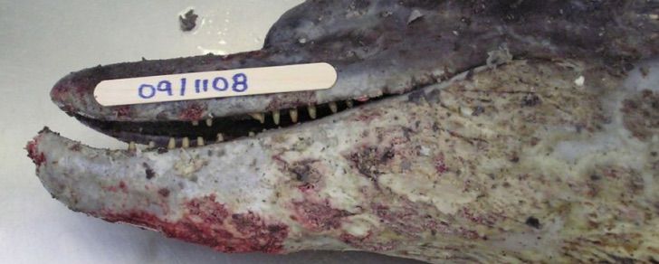 revistacarpediem.com - Eles descobrem "dermatite ulcerativa" em golfinhos devido ao aquecimento global. Uma chamada de atenção