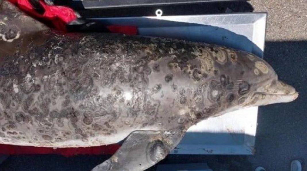 Eles descobrem “dermatite ulcerativa” em golfinhos devido ao aquecimento global. Uma chamada de atenção