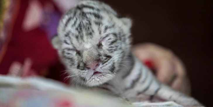revistacarpediem.com - Snow, a ameaçada tigresa branca da Nicarágua, faleceu. Viveu menos de 15 dias