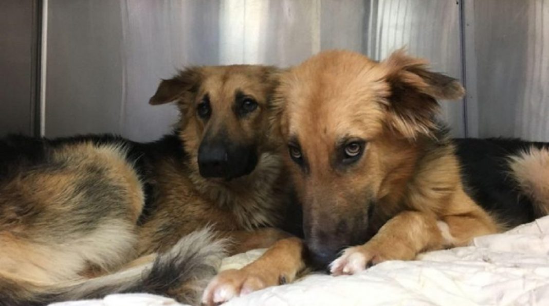 Cães abandonados apavorados não param de se abraçar ao perceber que seu destino é a morte certa