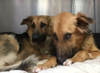 Cães abandonados apavorados não param de se abraçar ao perceber que seu destino é a morte certa