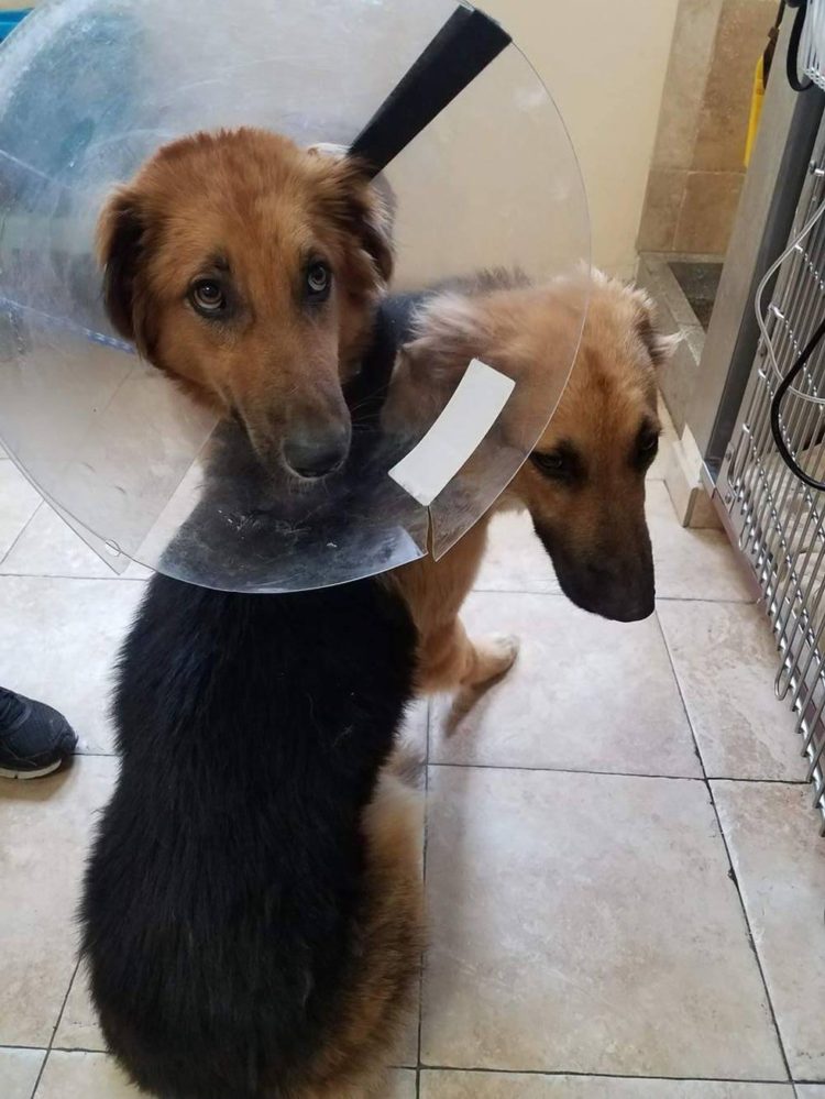 revistacarpediem.com - Cães abandonados apavorados não param de se abraçar ao perceber que seu destino é a morte certa