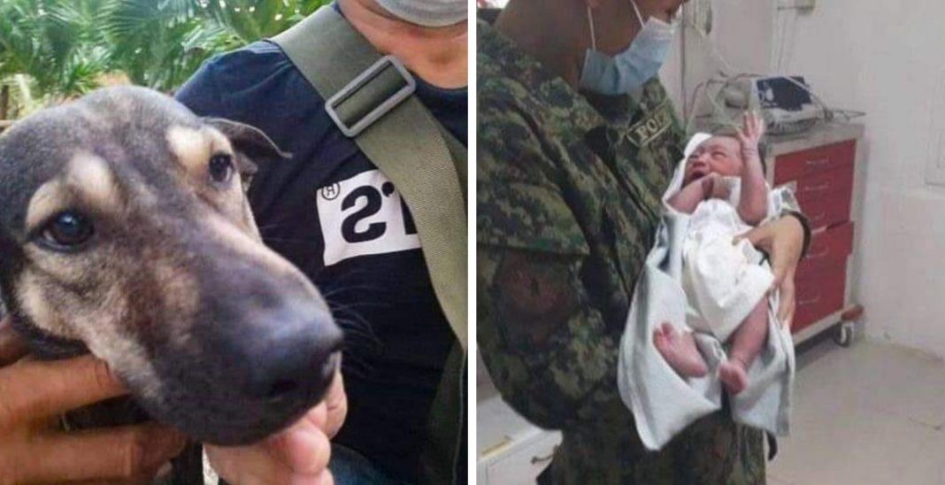 Cachorro late desesperadamente para pessoas que transitavam para salvar recém-nascido em um aterro sanitário