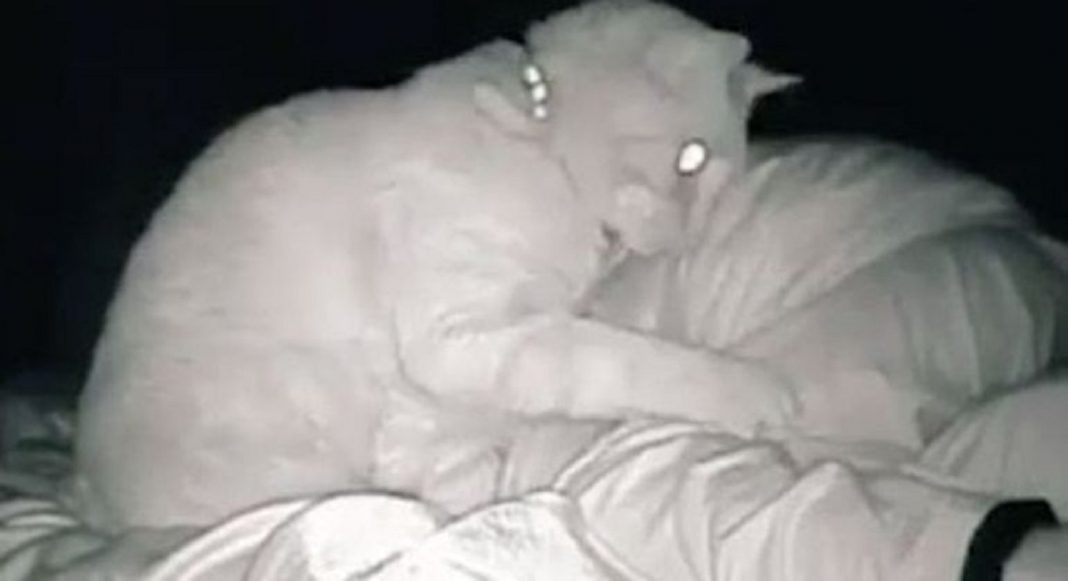 Mulher ‘cansada há dias’ descobre que gato não a deixava dormir