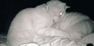 Mulher ‘cansada há dias’ descobre que gato não a deixava dormir