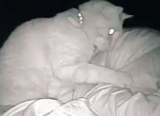 Mulher ‘cansada há dias’ descobre que gato não a deixava dormir