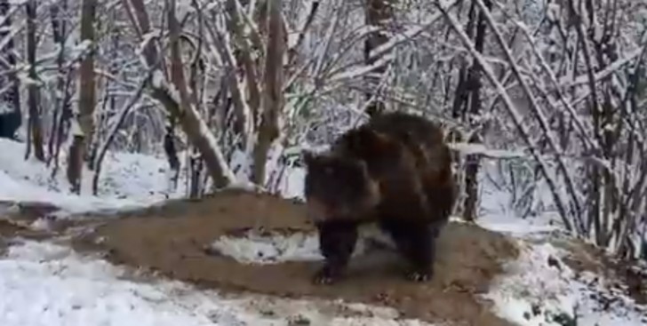 revistacarpediem.com - Uma gaiola imaginária: urso vive circulando após 20 anos trancado em um zoológico