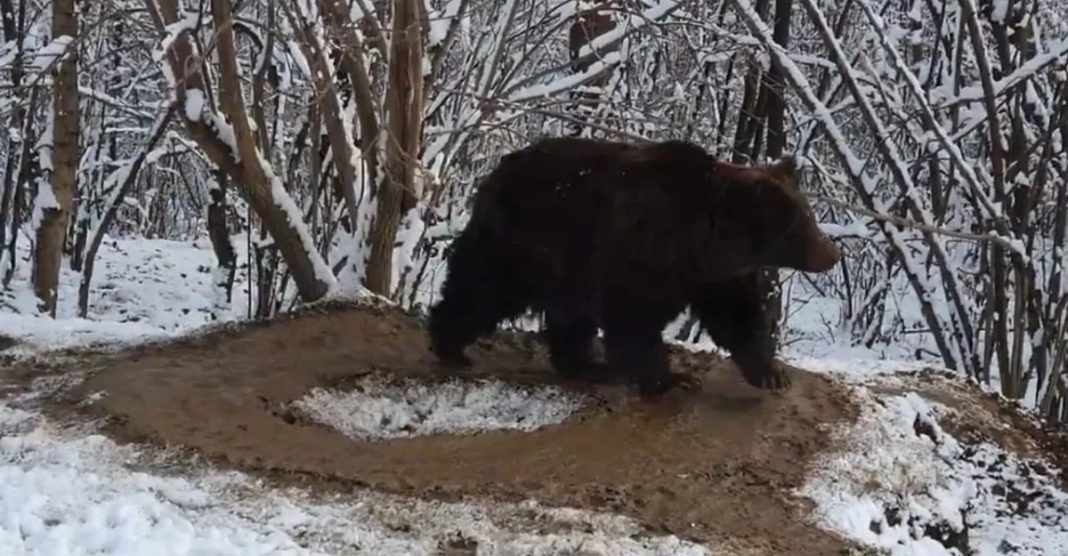 Uma gaiola imaginária: urso vive circulando após 20 anos trancado em um zoológico