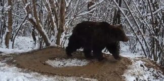 Uma gaiola imaginária: urso vive circulando após 20 anos trancado em um zoológico