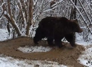 Uma gaiola imaginária: urso vive circulando após 20 anos trancado em um zoológico