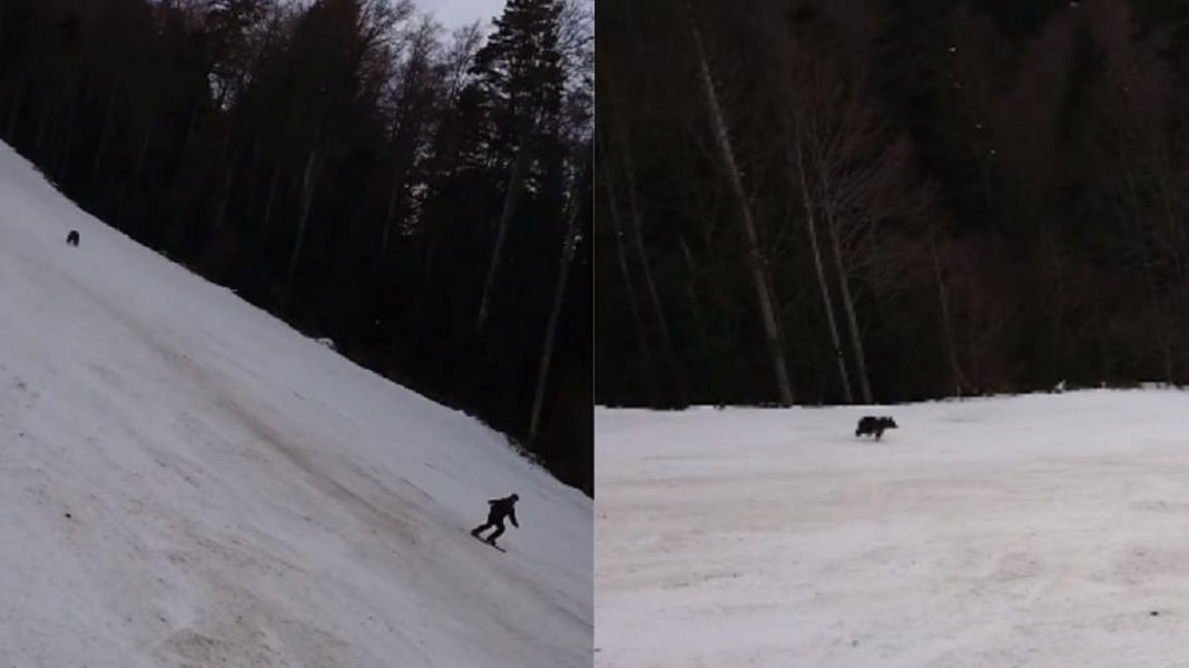 Esquiador é perseguido por urso na Romênia e evita ataque por pouco