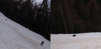 Esquiador é perseguido por urso na Romênia e evita ataque por pouco