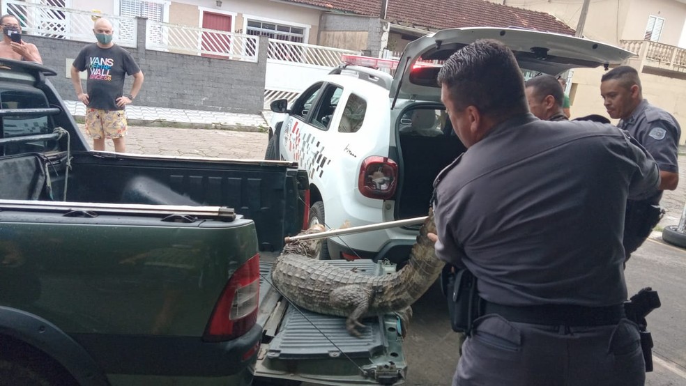 revistacarpediem.com - Jacaré chega a 1 metro de morador de rua que dormia em estacionamento e mobiliza a PM; VÍDEO