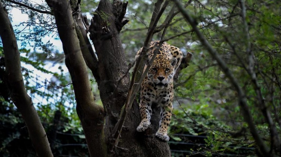 Mulher de 46 anos é encontrada morta após ser atacada por leopardo na Índia