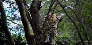 Mulher de 46 anos é encontrada morta após ser atacada por leopardo na Índia