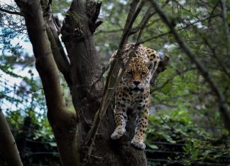 Mulher de 46 anos é encontrada morta após ser atacada por leopardo na Índia