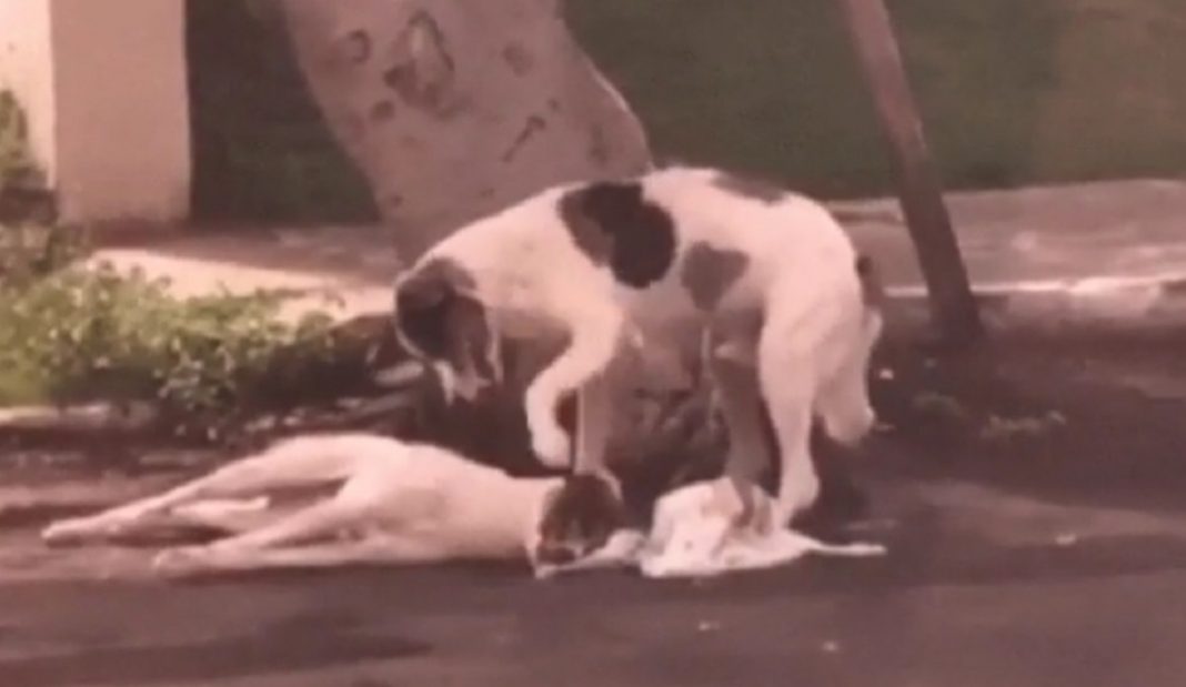 Cão atropelado é cuidado por ‘amigo’ da mesma raça por mais de uma noite até ser socorrido no Ceará