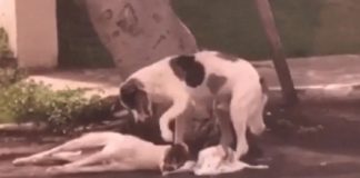 Cão atropelado é cuidado por ‘amigo’ da mesma raça por mais de uma noite até ser socorrido no Ceará