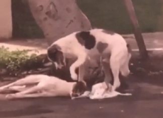 Cão atropelado é cuidado por ‘amigo’ da mesma raça por mais de uma noite até ser socorrido no Ceará