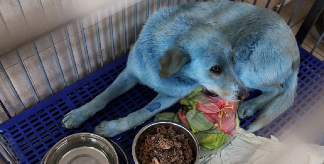 Cachorros de rua azuis são resgatados perto de fábrica desativada na Rússia