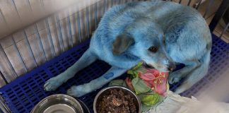 Cachorros de rua azuis são resgatados perto de fábrica desativada na Rússia