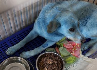 Cachorros de rua azuis são resgatados perto de fábrica desativada na Rússia
