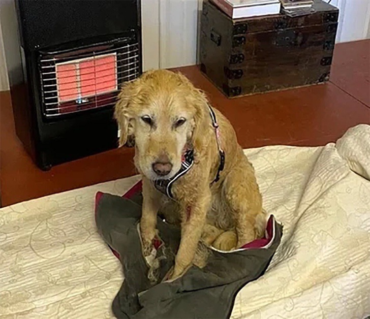 perro rescatado montaña0005 - Cachorrinha é carregada por mais de 10km quando a viram perdida em ‘Não podíamos deixá-la sozinha’