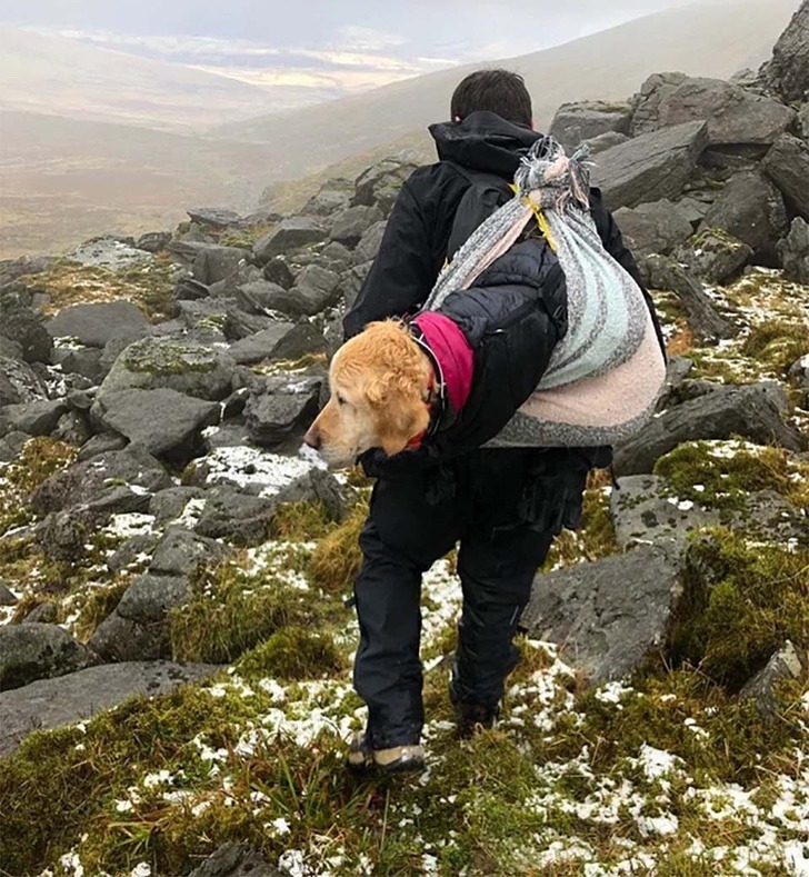 revistacarpediem.com - Cachorrinha é carregada por mais de 10km quando a viram perdida em ‘Não podíamos deixá-la sozinha’