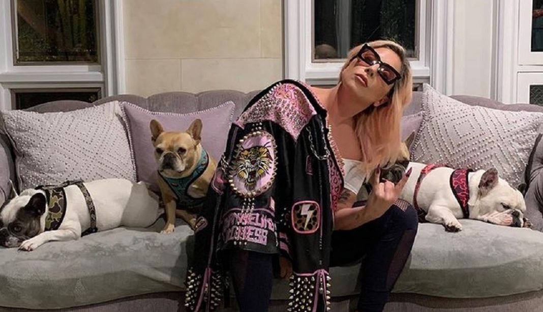 Lady Gaga oferece US$ 500 mil por seus dois cães que foram roubados durante passeio com cuidador