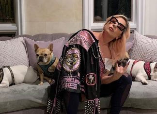 Lady Gaga oferece US$ 500 mil por seus dois cães que foram roubados durante passeio com cuidador