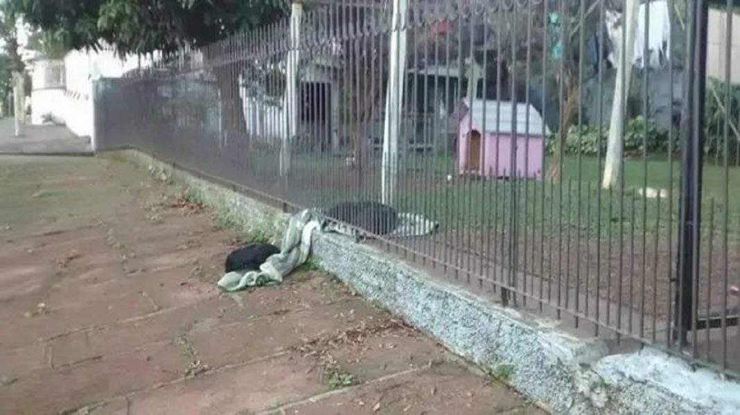 Cachorro que tem lar divide seu pequeno cobertor com cãozinho abandonado