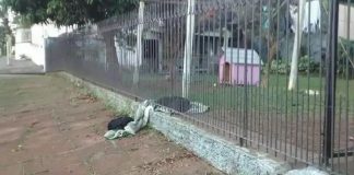 Cachorro que tem lar divide seu pequeno cobertor com cãozinho abandonado