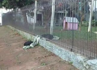 Cachorro que tem lar divide seu pequeno cobertor com cãozinho abandonado