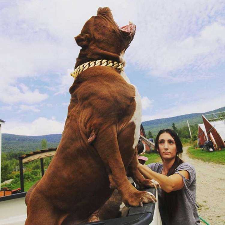 Conheça Hulk Considerado O Maior Pitbull Do Mundo