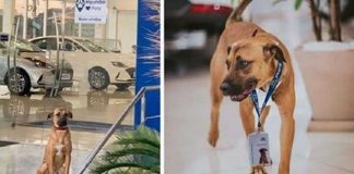 Cachorro abandonado vira “cão-sultor”  em  concessionária e iniciativa faz grande sucesso