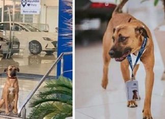 Cachorro abandonado vira “cão-sultor”  em  concessionária e iniciativa faz grande sucesso