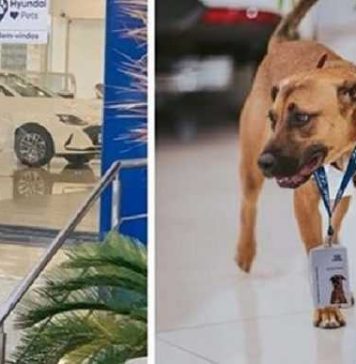 Cachorro abandonado vira “cão-sultor”  em  concessionária e iniciativa faz grande sucesso