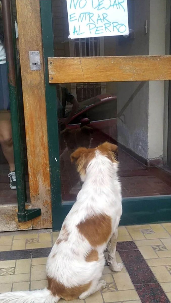 revistacarpediem.com - Cachorrinho abandonado leva os resgatadores a uma placa afixada na porta de um prédio