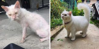 Gatinha abandonada passa por transformação impressionante após encontrar quem a ame