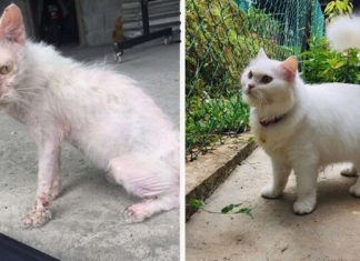 Gatinha abandonada passa por transformação impressionante após encontrar quem a ame