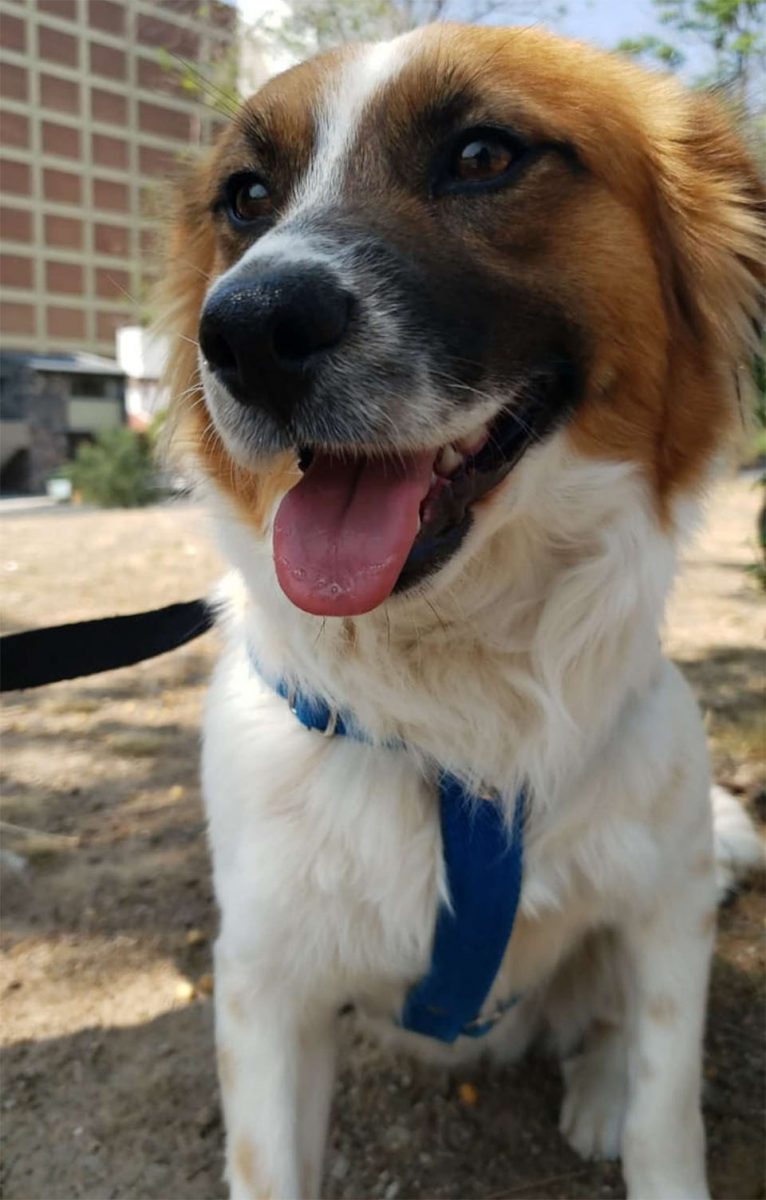 revistacarpediem.com - Cachorrinho abandonado leva os resgatadores a uma placa afixada na porta de um prédio