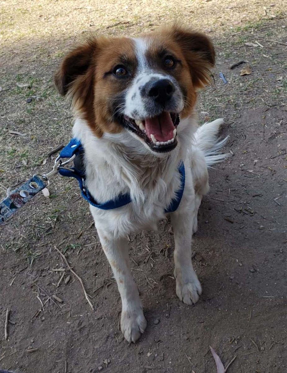 revistacarpediem.com - Cachorrinho abandonado leva os resgatadores a uma placa afixada na porta de um prédio