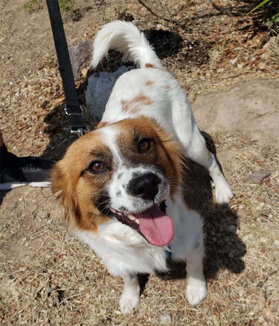 revistacarpediem.com - Cachorrinho abandonado leva os resgatadores a uma placa afixada na porta de um prédio