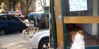 Cachorrinho abandonado leva os resgatadores a uma placa afixada na porta de um prédio