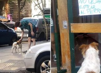 Cachorrinho abandonado leva os resgatadores a uma placa afixada na porta de um prédio