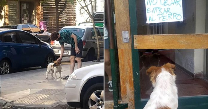 Cachorrinho abandonado leva os resgatadores a uma placa afixada na porta de um prédio